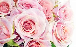 Image result for Pink Rose Wallpaper