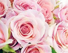 Image result for Rose Color Background