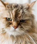 Image result for Cranky Cat