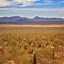 Image result for Saguaro Cactus Nevada