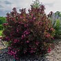 Image result for Weigela florida Alexandra