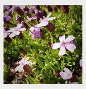 Bildergebnis für Silene acaulis Floribunda