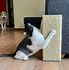 Image result for cat scratcher