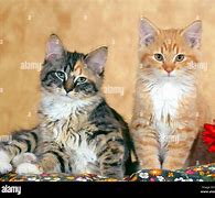 Image result for Tabby and Calico Cat