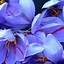 Image result for iPhone 6 Flower Wallpaper 4K