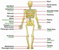 Image result for Human Body Skeletal System