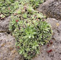 Image result for Saxifraga hostii