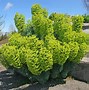 Image result for Euphorbia characias ssp. wulfenii Purple and Gold