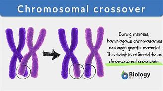 Image result for Chromosome Crossover