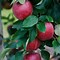 Image result for Haralred Apple
