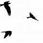 Image result for Bird Flight Silhouette