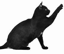 Image result for Cat Scratch On Hand