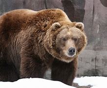 Image result for Grizzly Bear Pictures