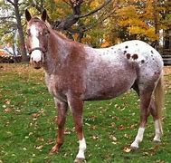 Image result for Red Roan Appaloosa Horse