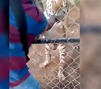 Image result for Zookeeper Feeds Tigers
