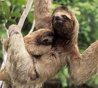 Image result for Funny Sloth Wallpaper