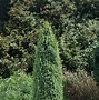 Image result for Fast Growing Privacy Shrubs Evergreen