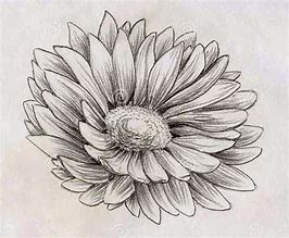 Image result for Flower Sketch