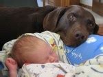 Image result for Dog and Baby
