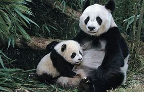 Image result for Mother and Baby Panda Bears
