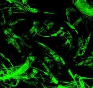 Image result for Neon Green PFP