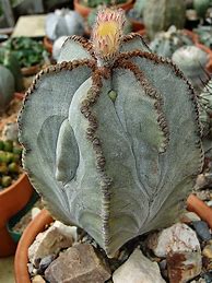 Image result for Weird Cactus
