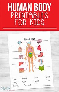 Image result for Anatomy of Human Body Worksheets