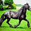 Image result for Andalusian Horse