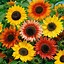 Image result for Sunflower Mixed Colors