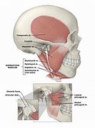 Image result for Upper Jawbone