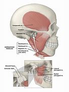 Image result for Upper Jaw Anatomy