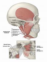 Image result for Functions of the Jawbone