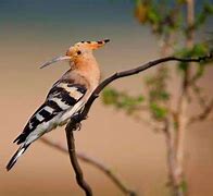 Image result for Animals Native to Israel