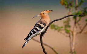 Image result for Animals Native to Israel