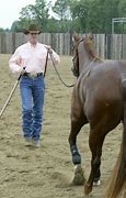 Image result for Top Horse Trainers