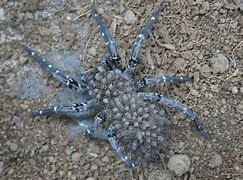 Image result for World's Biggest Wolf Spider