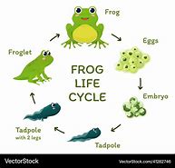 Image result for Frog Life Cycle Template