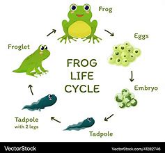 Image result for Frog Life Cycle Poster