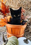 Image result for Autumn Kitty Cat