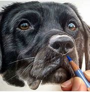 Image result for Hyper Realistic Drawings of Dogs