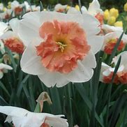 Image result for Narcissus Precocious