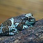 Image result for Cute Frog Photography