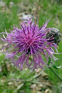 Image result for centaurea_scabiosa