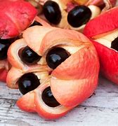 Image result for Jamaican Ackee Fruit
