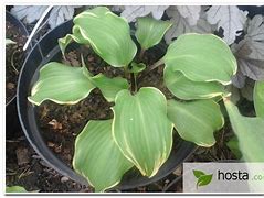 Image result for Hosta Secret Treasure