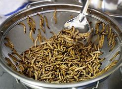 Image result for Insect Food Products