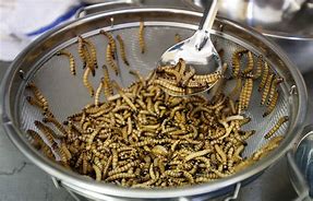 Image result for Cricket Insect Snacks