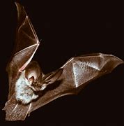 Image result for Cute Vampire Bat Drawing