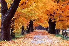 Image result for Autumn Leaves Wallpaper 4K