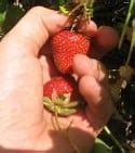 Image result for Pick Strawberries